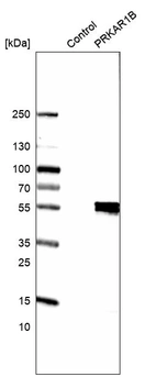 Western blot analysis in control (vector only transfected HEK293T lysate) and PRKAR1B over-expression lysate (Co-expressed with a C-terminal myc-DDK tag (~3.1 kDa) in mammalian HEK293T cells, LY400964).