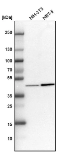 Western blot analysis in mouse cell line NIH-3T3 and rat cell line NBT-II.