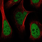 Immunofluorescent staining of human cell line U-2 OS shows localization to nucleoplasm.
