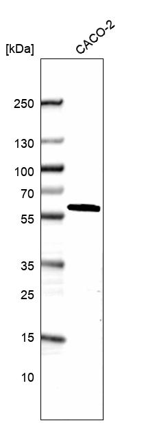 Anti-DDX19A Antibody