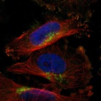 Immunofluorescent staining of human cell line U-251 MG shows localization to the Golgi apparatus.