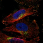 Immunofluorescent staining of human cell line U-251 MG shows localization to the Golgi apparatus.