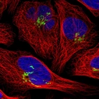 Immunofluorescent staining of human cell line U-2 OS shows localization to the Golgi apparatus.