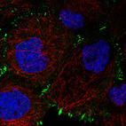 Anti-ZYX Antibody