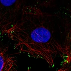 Immunofluorescence staining in MCF7 cell line with Anti-ZYX monoclonal antibody, showing distinct focal adhesion staining in green. Microtubule- and nuclear probes are visualized in red and blue respectively (where available).