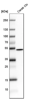Western blot analysis in mouse cerebral cortex tissue.