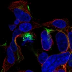 Immunofluorescent staining of human cell line HEK 293 shows localization to intermediate filaments.