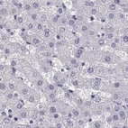 Immunohistochemical staining of human liver using Anti-MAGEB2 antibody HPA074544.