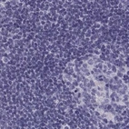 Immunohistochemical staining of human lymph node using Anti-MAGEB2 antibody HPA074544.