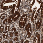 Immunohistochemical staining of human duodenum shows strong cytoplasmic positivity in glandular cells.