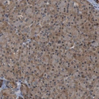 Immunohistochemical staining of human pancreas shows moderate cytoplasmic positivity in exocrine glandular cells.