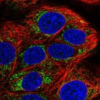 Immunofluorescent staining of human cell line MCF7 shows localization to mitochondria.