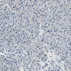 Immunohistochemical staining of human pancreas shows no positivity in exocrine glandular cells as expected.