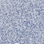Immunohistochemical staining of human pancreas shows no positivity in exocrine glandular cells as expected.