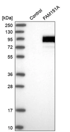 Western blot analysis in control (vector only transfected HEK293T lysate) and FAM151A over-expression lysate (Co-expressed with a C-terminal myc-DDK tag (~3.1 kDa) in mammalian HEK293T cells, LY406181).
