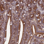 Immunohistochemical staining of human duodenum shows strong cytoplasmic positivity in glandular cells.