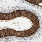 Immunohistochemical staining of human epididymis shows strong cytoplasmic positivity in glandular cells.