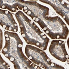 Immunohistochemical staining of human duodenum shows strong cytoplasmic positivity in glandular cells.