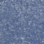 Immunohistochemical staining of human lymph node shows no positivity in non-germinal center cells as expected.