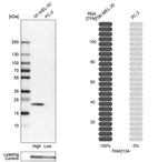 Western blot analysis in human cell lines SK-MEL-30 and PC-3 using Anti-FAM213A antibody. Corresponding FAM213A RNA-seq data are presented for the same cell lines. Loading control: Anti-GAPDH.
