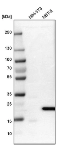 Western blot analysis in mouse cell line NIH-3T3 and rat cell line NBT-II.