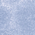 Immunohistochemical staining of human tonsil shows no cytoplasmic positivity in non-germinal center cells as expected.