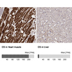 Anti-CS Antibody