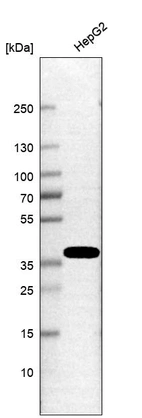 Western blot analysis in human cell line HepG2.