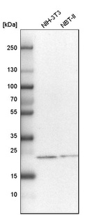 Western blot analysis in mouse cell line NIH-3T3 and rat cell line NBT-II.