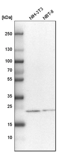 Western blot analysis in mouse cell line NIH-3T3 and rat cell line NBT-II.