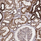Immunohistochemical staining of human kidney shows moderate to strong cytoplasmic positivity in cells in tubules.