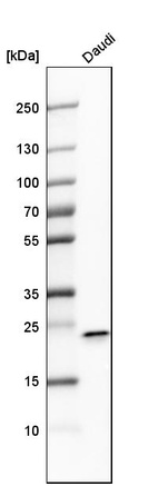 Western blot analysis in human cell line Daudi.
