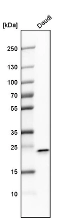 Western blot analysis in human cell line Daudi.