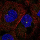 Immunofluorescent staining of human cell line A-431 shows localization to centrosome.