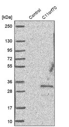 Western blot analysis in control (vector only transfected HEK293T lysate) and C11orf70 over-expression lysate (Co-expressed with a C-terminal myc-DDK tag (~3.1 kDa) in mammalian HEK293T cells, LY409874).
