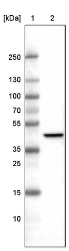 Lane 1: Marker [kDa]_br/_Lane 2:Human cell line U-251 MG