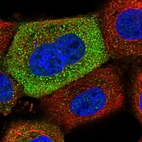 Immunofluorescent staining of human cell line A-431 shows positivity in cytoplasm.