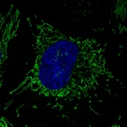 Immunofluorescence staining in HeLa cell line with Anti-CS monoclonal antibody, showing specific mitochondrial staining in green. Microtubule- and nuclear probes are visualized in red and blue respectively (where available).