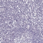Immunohistochemical staining of human lymph node shows no positivity in non-germinal center cells as expected.