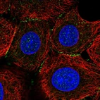 Immunofluorescent staining of human cell line MCF7 shows localization to cell junctions.