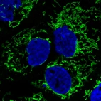 Immunofluorescence staining in A431 cell line with Anti-CS monoclonal antibody, showing specific mitochondrial staining in green. Microtubule- and nuclear probes are visualized in red and blue respectively (where available).