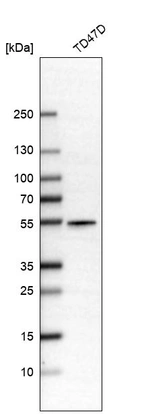 Western blot analysis in human cell line TD47D.