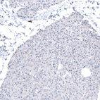 Immunohistochemical staining of human pancreas shows no positivity in exocrine glandular cells as expected.