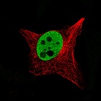 Immunofluorescence staining of SK-MEL-30 cells using the Anti-SOX10 monoclonal antibody, showing specific staining in the nucleoplasm in green. Microtubule- and nuclear probes are visualized in red and blue, respectively (where available).