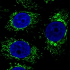 Immunofluorescence staining in MCF7 cell line with Anti-CS monoclonal antibody, showing specific mitochondrial staining in green. Microtubule- and nuclear probes are visualized in red and blue respectively (where available).