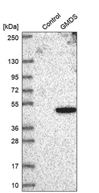 Western blot analysis in control (vector only transfected HEK293T lysate) and GMDS over-expression lysate (Co-expressed with a C-terminal myc-DDK tag (~3.1 kDa) in mammalian HEK293T cells, LY419903).