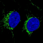 Immunofluorescence staining in U2OS cell line with Anti-CS monoclonal antibody, showing specific mitochondrial staining in green. Microtubule- and nuclear probes are visualized in red and blue respectively (where available).
