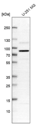Western blot analysis in human cell line U-251 MG.