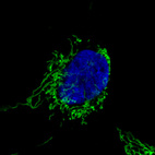 Immunofluorescence staining in U251 cell line with Anti-CS monoclonal antibody, showing specific mitochondrial staining in green. Microtubule- and nuclear probes are visualized in red and blue respectively (where available).