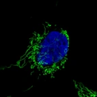Immunofluorescence staining in U251 cell line with Anti-CS monoclonal antibody, showing specific mitochondrial staining in green. Microtubule- and nuclear probes are visualized in red and blue respectively (where available).
